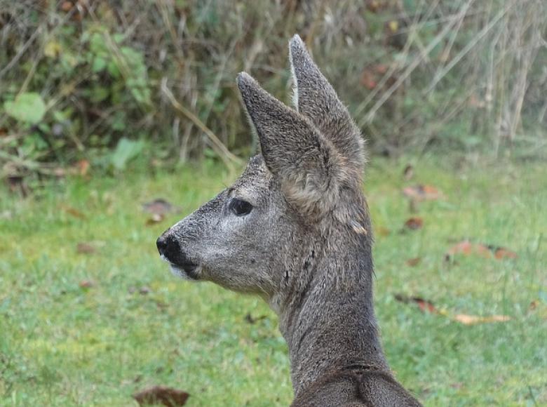 A wild deer head and neck visible in the photo with ears up attentively listening
